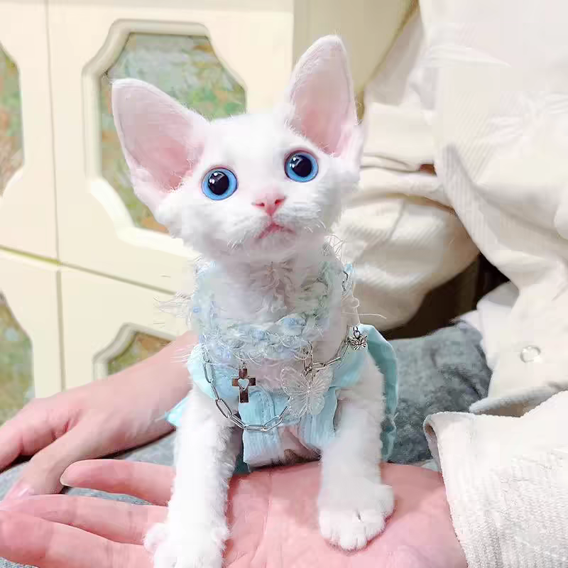 猫舍直销批发价格出售德文卷毛猫